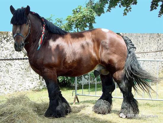 阿登马阿登马,一种古老的马品种,起源于比利时,卢森堡与法国之间的