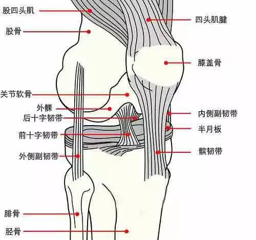 跑步勿忽视力量训练养护膝盖的黄金动作 跑步频道 新浪竞技风暴 新浪网