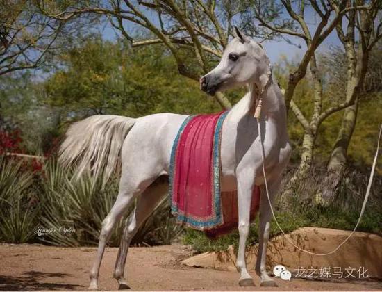 庄园中的玫瑰花——克拉比系阿拉伯马