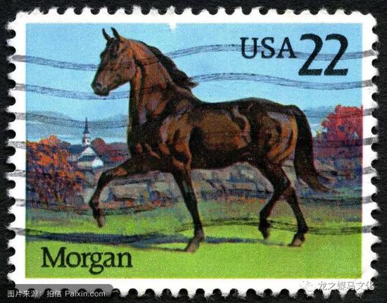 摩根马邮票