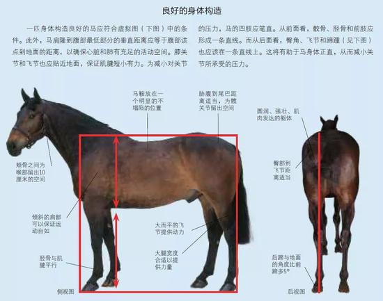 马的种类及图片和介绍图片