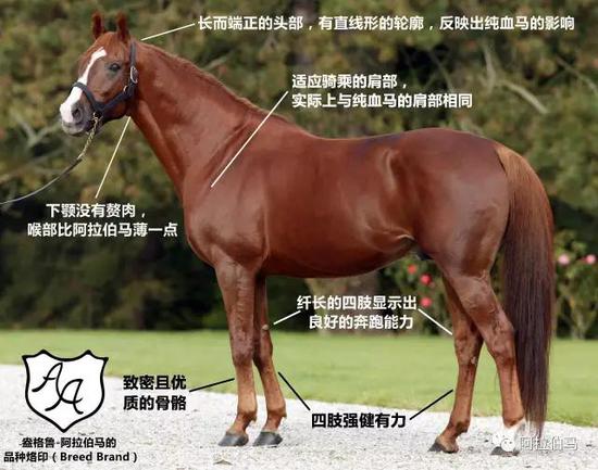 盎格鲁-阿拉伯马（制图：孙泰吉）