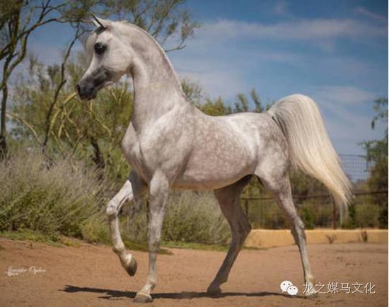 庄园中的玫瑰花——克拉比系阿拉伯马