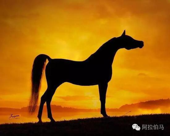 战火中永生——波兰系阿拉伯马的故事