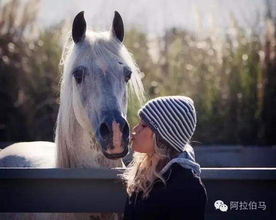 战火中永生——波兰系阿拉伯马的故事
