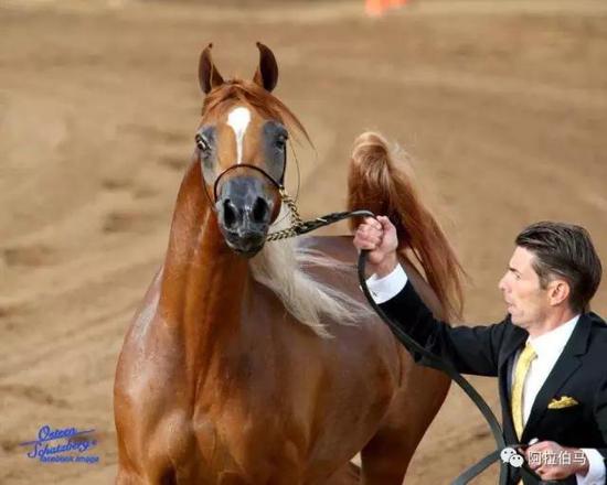 战火中永生——波兰系阿拉伯马的故事