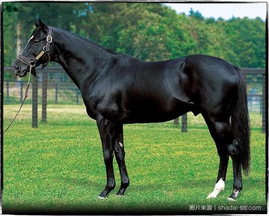 "栗栗",简单来说黑色基因比栗色基因更强,能在马匹毛色上获得优先表达