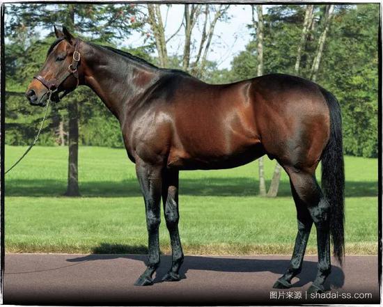 至于褐骝,由于其普遍性,在进行马匹登记时,会被列为独立的毛色分类,但