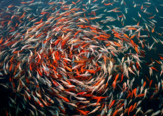 晚上到一个鱼排上吃全鱼宴