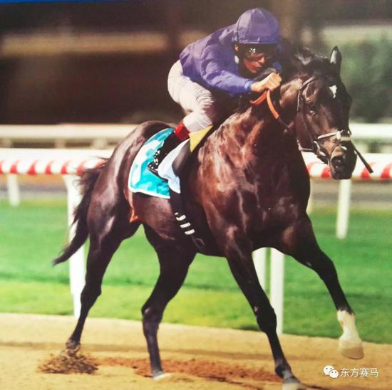 8000多万的种公马"嘉里"!配种费需要多少?