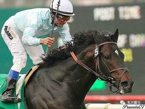 8000多万的种公马"嘉里"!配种费需要多少?