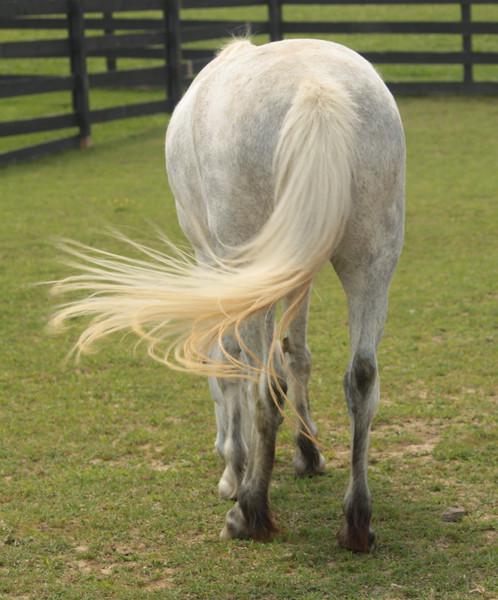 尾巴抬至后背以上的高度是马匹兴奋的表现.