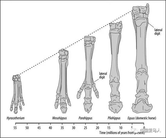 马蹄的进化