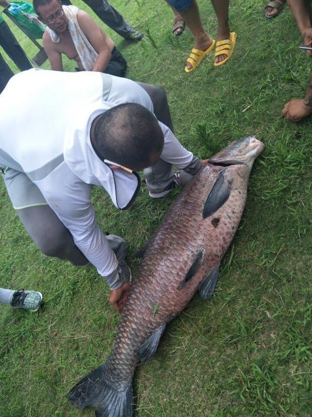 水庫釣上150斤大青魚 附近的人都紛紛來合影!