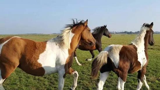 马中花花公子让你了解美国花马的秘密