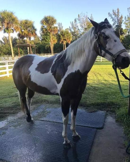 马中花花公子让你了解美国花马的秘密