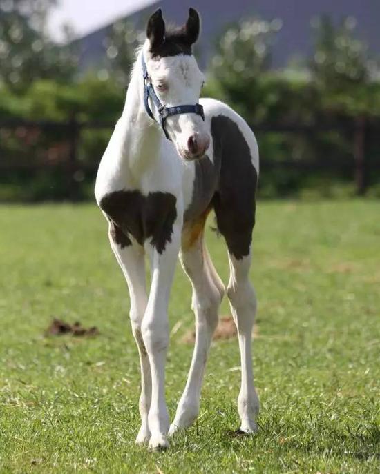 马中花花公子让你了解美国花马的秘密