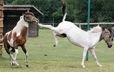 马为啥要踢人解析当马踢你时它的内心活动