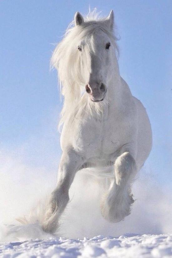 武侠世界名马济济 郭靖的"宝马"排第几?