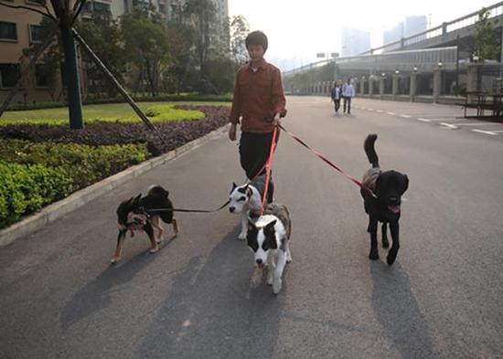 10月27日，长沙开福区恒大雅苑小区，彭群凌正在小区内为客户遛狗。