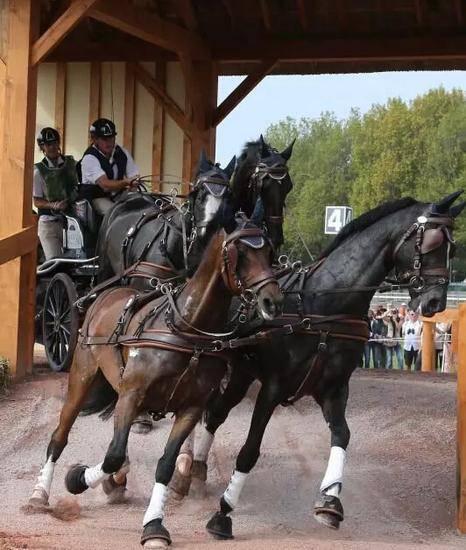 国际马联正式比赛项目马车比赛是什么样的操作