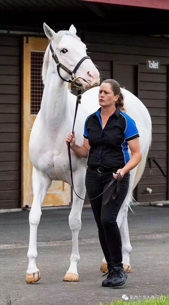 两天豪掷1亿4千多万新西兰纯血马拍卖会创新高