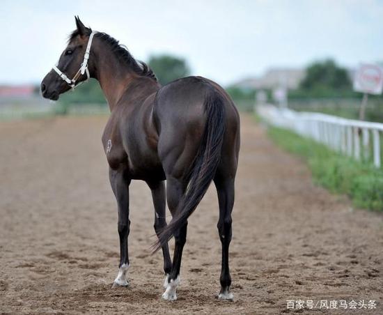 马术俱乐部经常使用的马的品种