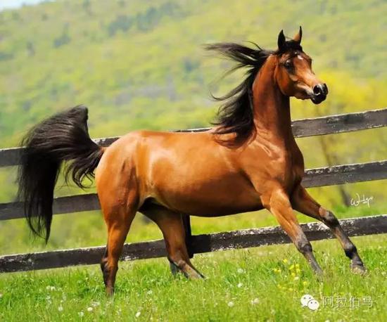 战火中永生——波兰系阿拉伯马的故事
