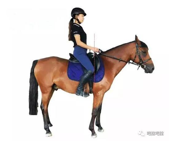 初学骑马，先要会坐