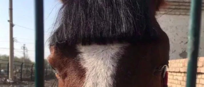 杀马特发型再上热搜究竟是人的巧手还是马的奇葩