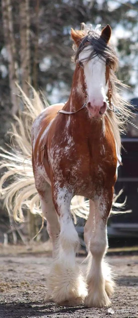 从挽马到皇家领骑——苏格兰克莱兹代尔马