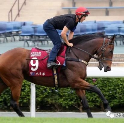 澳洲星级雌马“永多华”