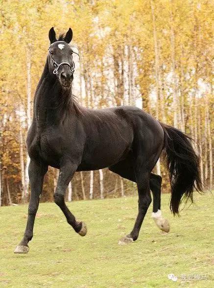 世界上最贵的马纯血马图片