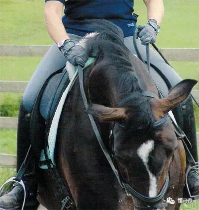 如何改善马的柔韧性和正直度