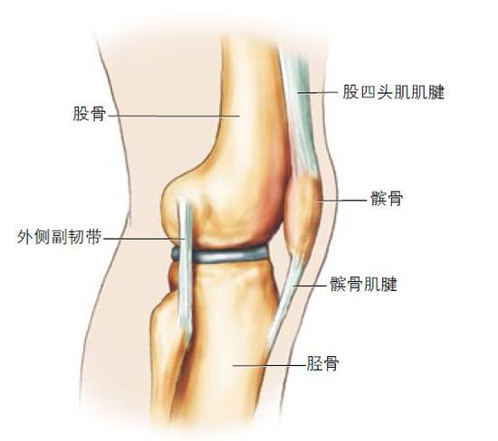 膝盖构造及其损伤原理图片