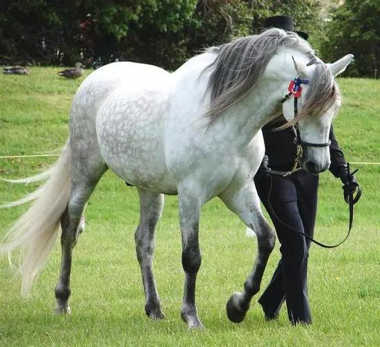 佩尔什马,一种产于法国的重型挽马,身高最高可达2米多,别看外表粗枝
