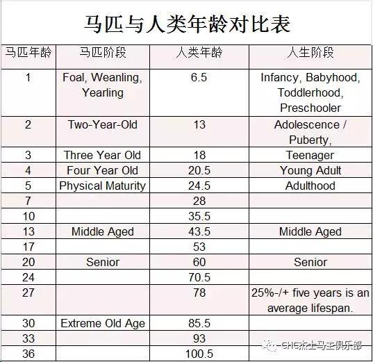 马匹与人类年龄对比表