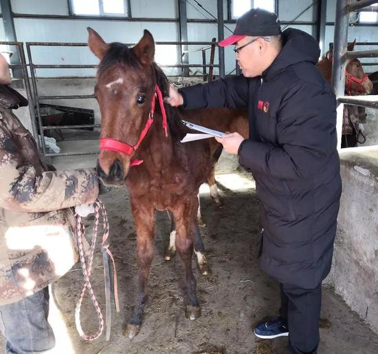 中国马会官方登记员对马匹登记