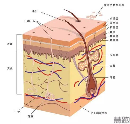 跑者拒绝苍老：怎样在风吹日晒地跑步中保护皮
