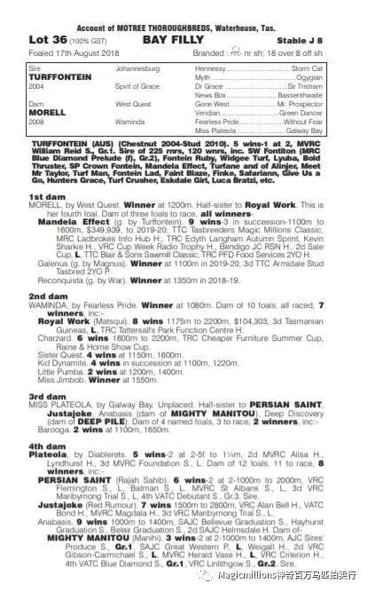 “峻岭鹰扬”之女全场最贵，神奇百万塔斯马尼