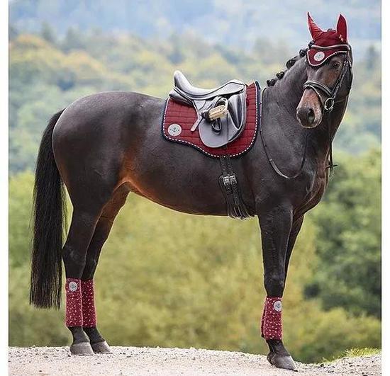 强烈建议你保存这份马匹出行checklist《¨护腿》!≤马匹