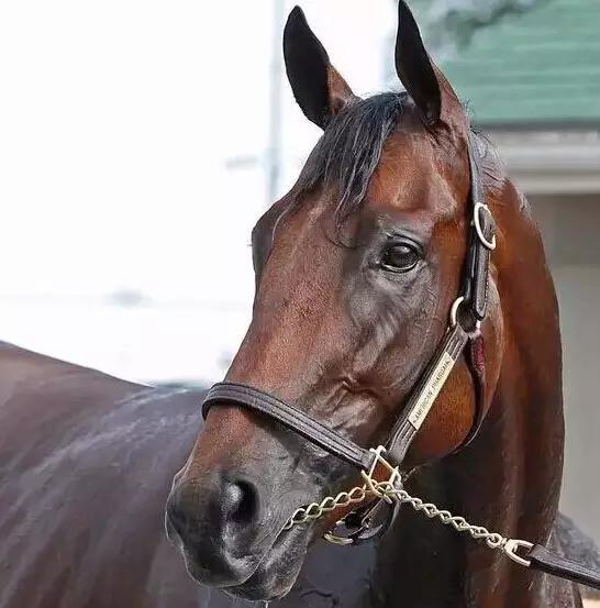 日本史上第二匹不败三冠马(史上第六匹三冠马),竞赛生涯共贏嘚七项一