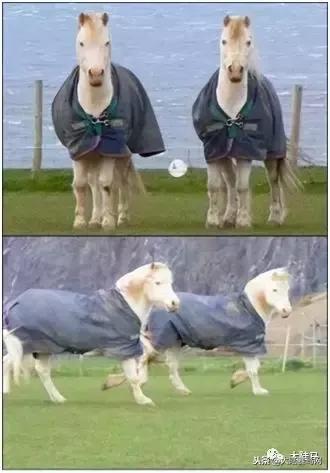 马的吉尼斯世界纪录大全!