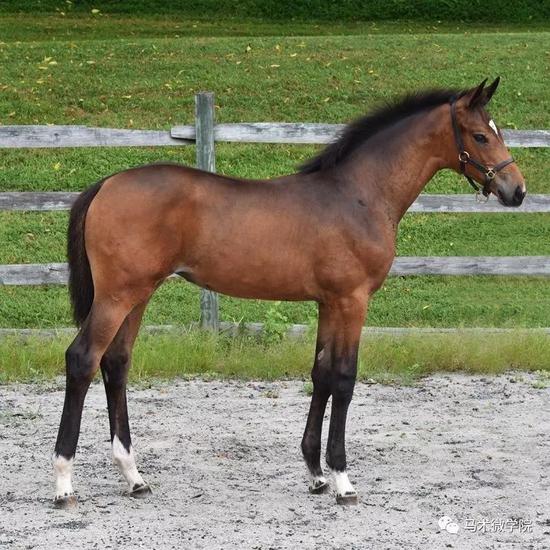 驯马的黄金年龄和方式