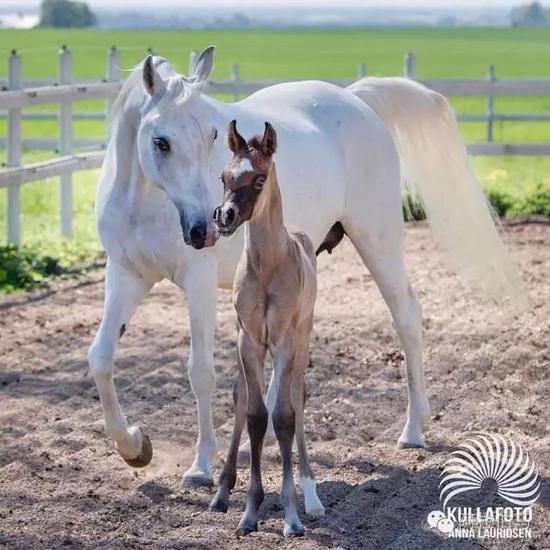 战火中永生——波兰系阿拉伯马的故事