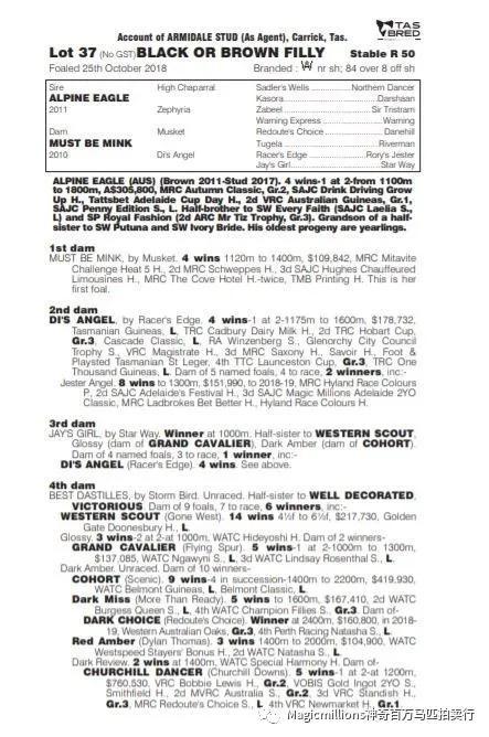 “峻岭鹰扬”之女全场最贵，神奇百万塔斯马尼