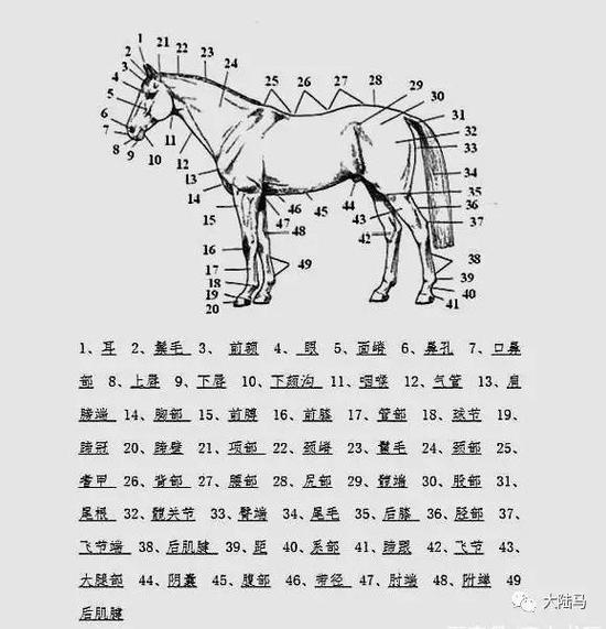 你知道马有205块骨骼和700块肌肉么?