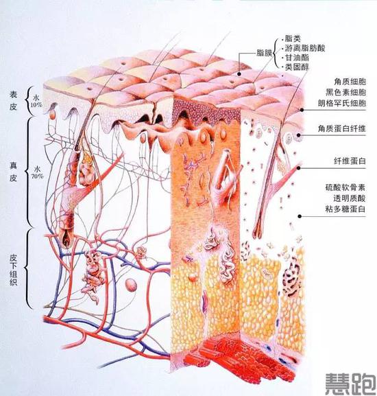 跑者拒绝苍老：怎样在风吹日晒地跑步中保护皮