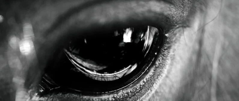 《硫磺岛的来信》