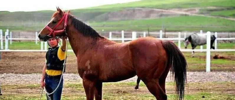 两配种站八匹种公马正式对外开放